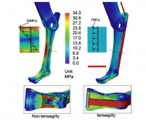 Fig 4. FEA analysis of the without tendon-design and with tendon design